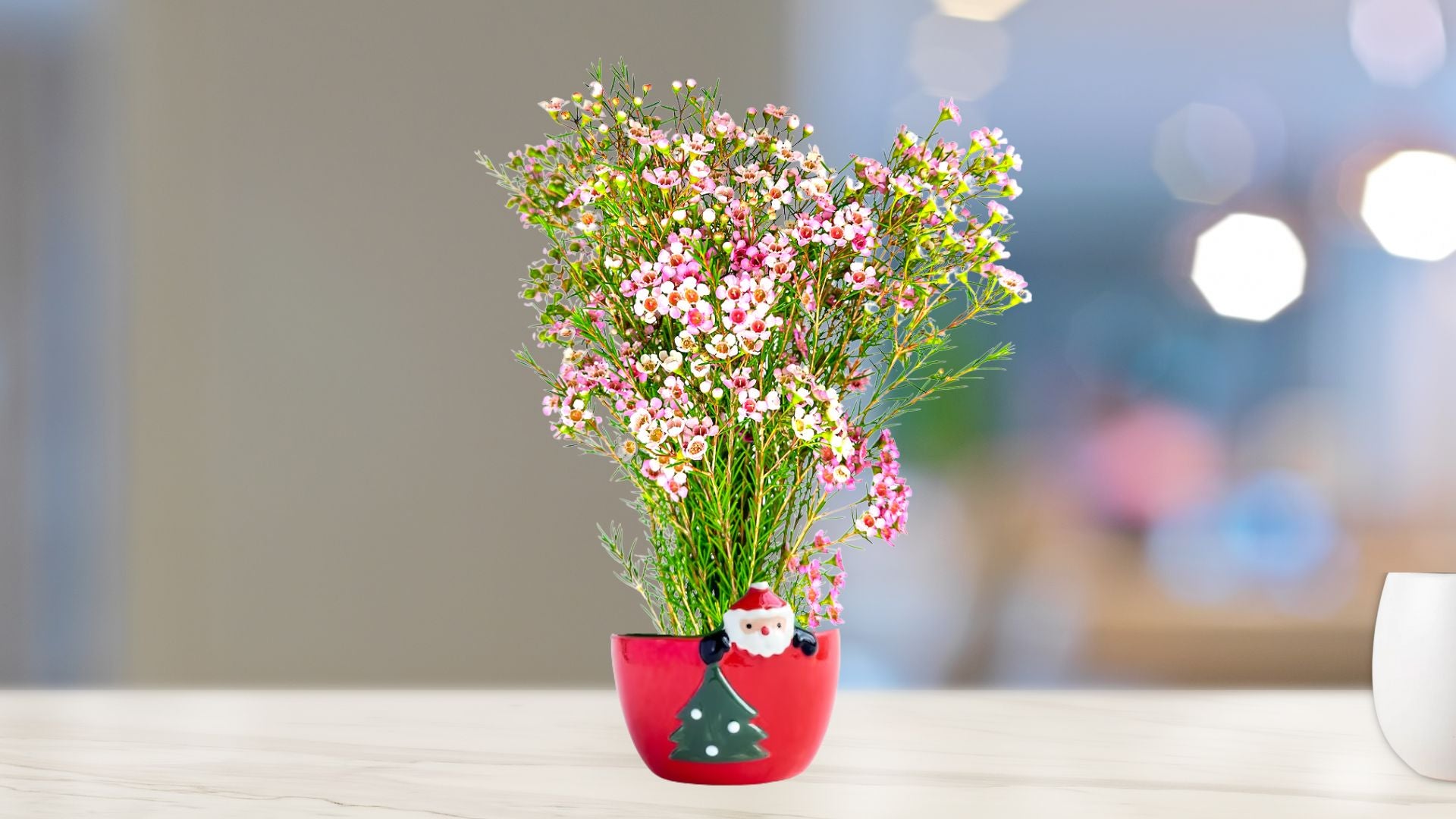 Xmas Waxflower Bunch