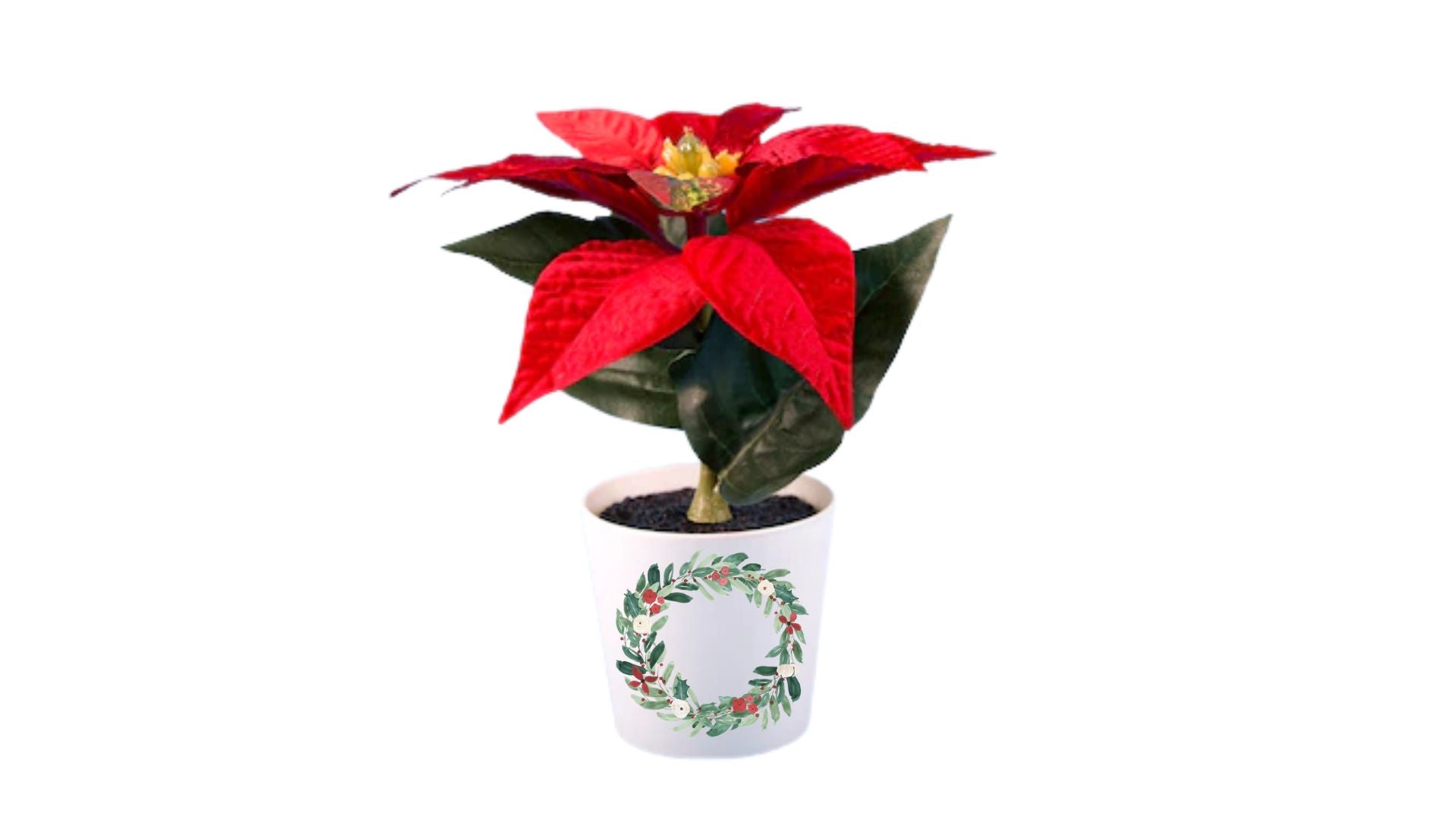 Xmas Flowers Pot - Poinsettia